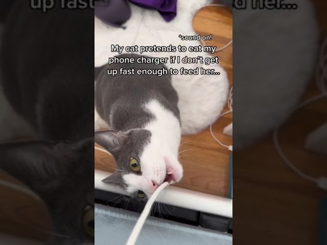 Cat Pretend To Eat Phone Cord 😍 | #shorts #beautiful #cat
