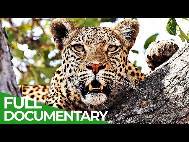 Secret Hunters - The Leopards of Dead Tree Island | Free Documentary Nature