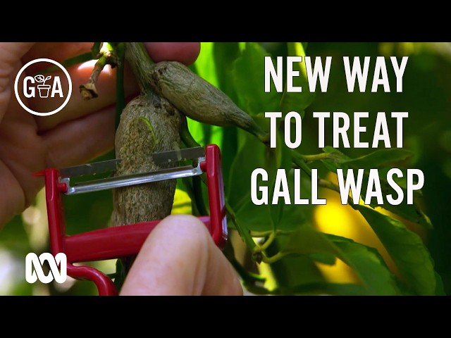 Found unsightly lumps on your citrus tree branches? Here's what to do! | Gardening Australia