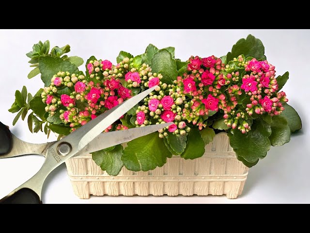 Don't be afraid of it! How to renew a Kalanchoe for new blooms