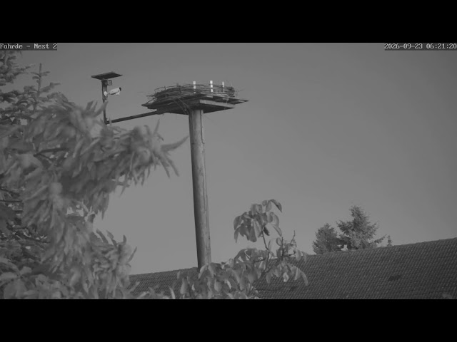 🔴 LIVE: Storchennest Fohrde - Nest 2 (Baumkamera / Totale) 🌳 2026 White Stork Cam