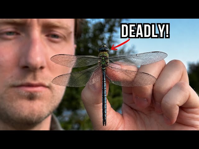 I Caught Britain’s Deadliest Insect!