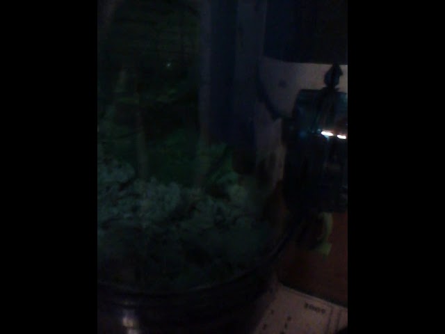 Mice in 2009