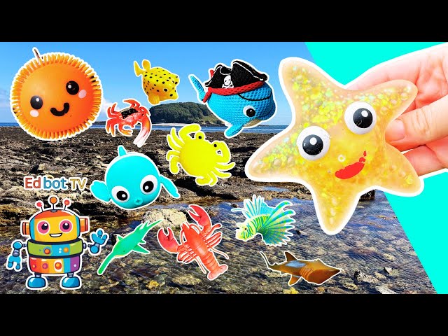 Toy Learning Fun | Kids Learn Sea Animal Names by the Island: Starfish Fiddler Crab Clownfish