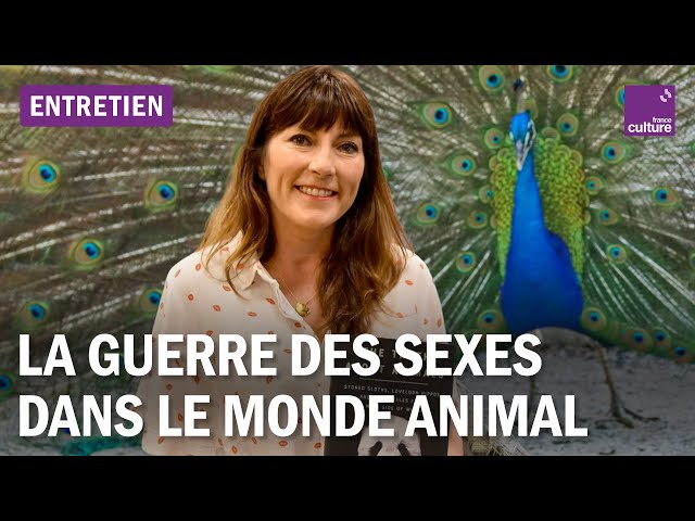 Pourquoi il faut en finir avec les stéréotypes sexués chez les animaux