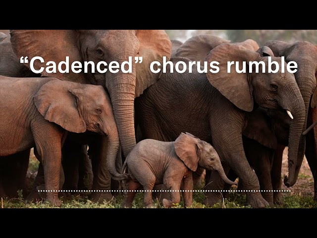 These elephant rumbles have different meanings