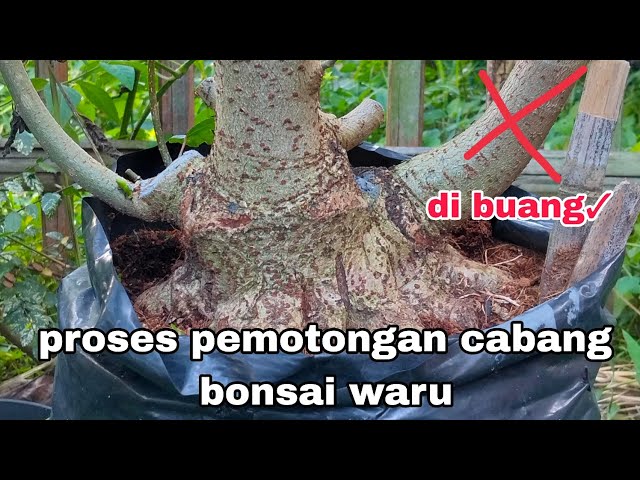 Bonsai waru proses pemotongan cabang yang sudah seimbang 🌳🌳#bonsaitree #garden #plants