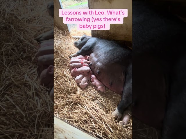 Lessons With Leo