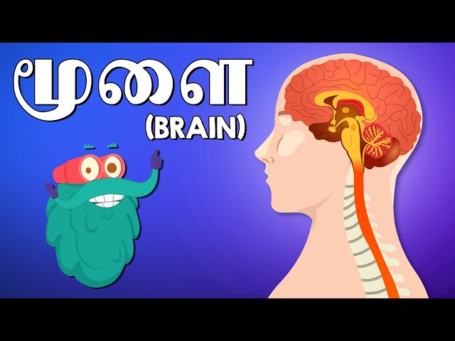 மூளை எவ்வாறு செயல்படுகிறது ? | How Brain Works? | Dr. Binocs Tamil | Best Educational Videos