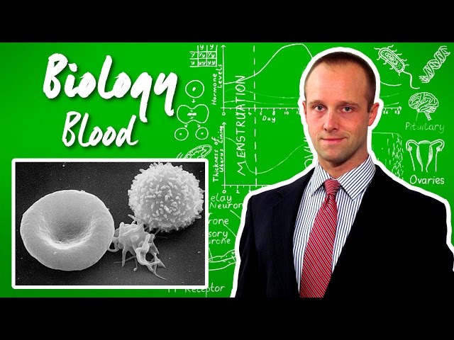 Blood - Biology - Science - Get That C In your GCSE and IGCSE