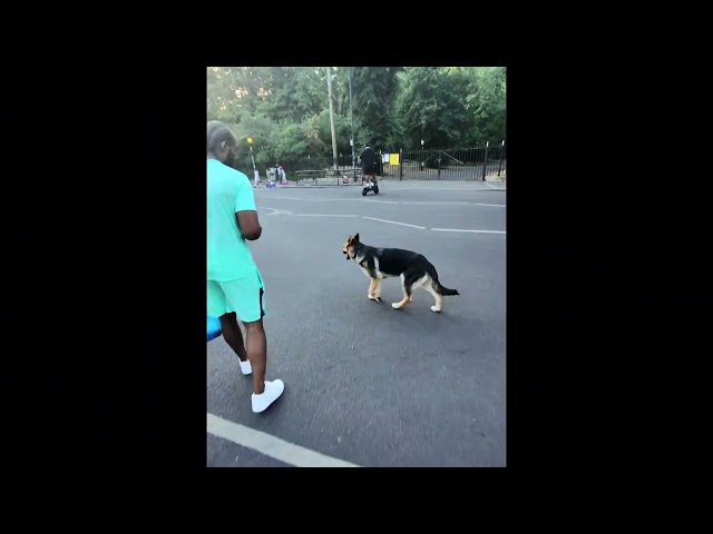 Casper Joins The Pack… Coba, Caisar & Crugar Off-Leash