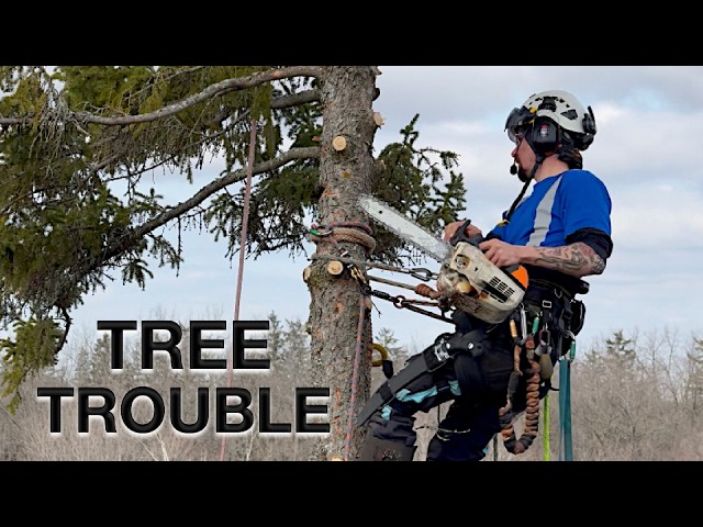 Removing Problem Trees - How Professionals Cut Trees with Tree Climbing, Bucket Truck, and more
