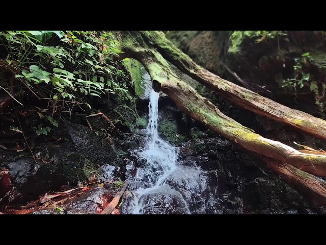 Relaxing Piano Music – Healing Vibes with River Sounds for Meditation & Sleep