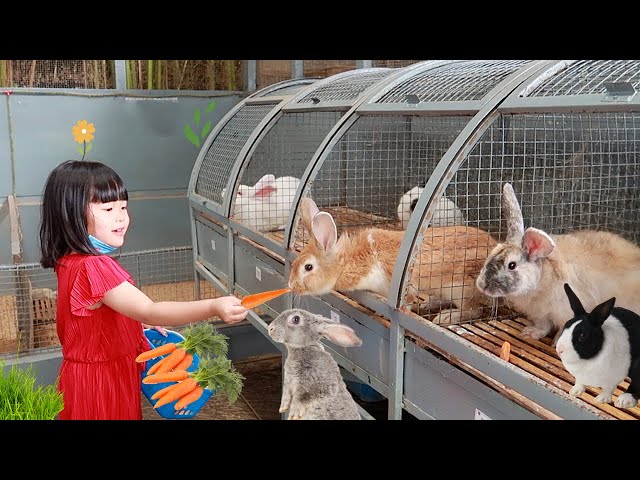 Feed Rabbits, Guinea Pigs and Ducks | Cute Animals For Kids