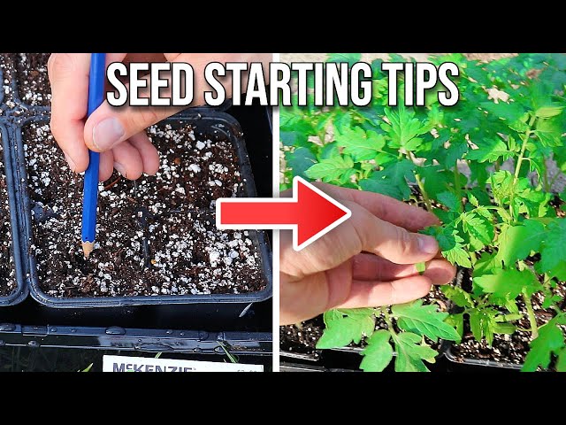 How to Stop Killing Your Seedlings (6 Seed Starting Tips You NEED to Know) ✅