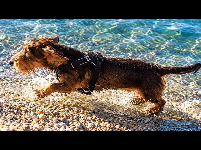 Beach Feeling… in the Alps?! | Teddy the Dachshund 🐾