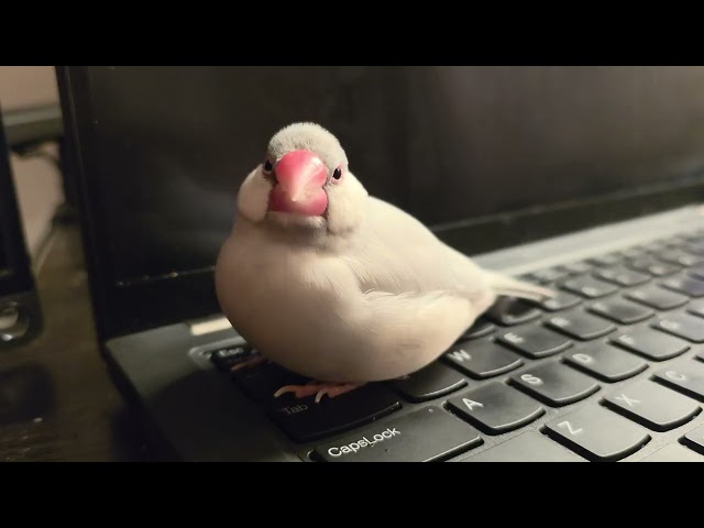 Java finch has declared it's break time and no more work can happen