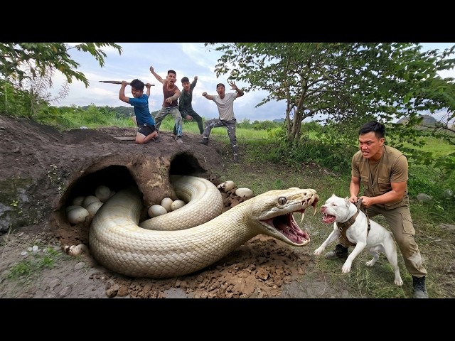 Expert Bravely Digs Up and Captures a Giant White Python