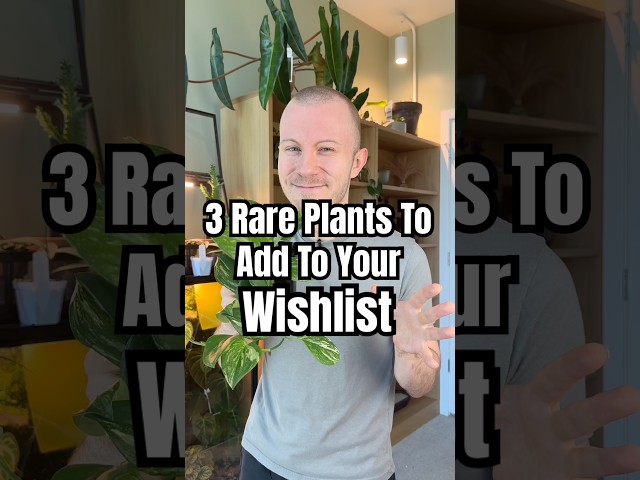 Here’s 3 Rare Plants That You Might Want To Add To Your Wishlist… #RarePlants #Plants #Houseplants