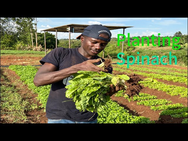 Planting overgrown spinach seedlings
