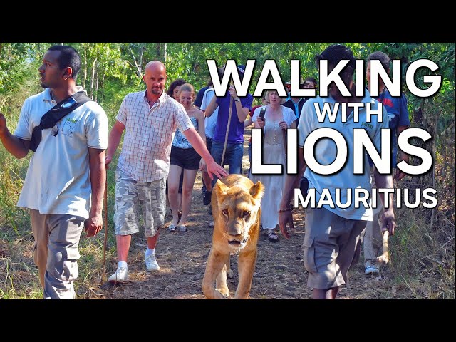 WALKING WITH LIONS - MAURITIUS
