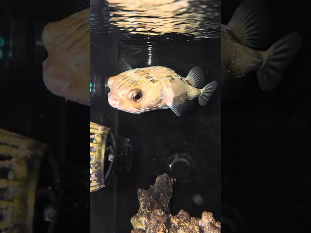 saltwater tanks #humutrigger #picasso #porcupinepuffer #angel