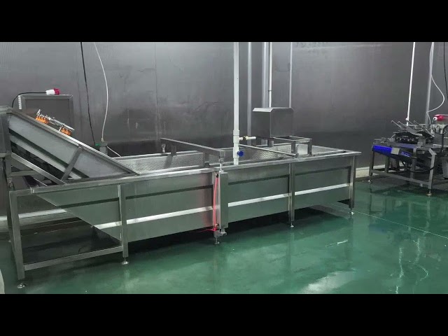 Small Semi-Automatic Fish Processing Line | Affordable Fish Filleting & Processing Equipment