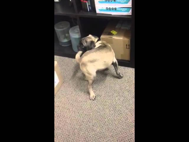 Dahmer the Pug Chasing His Tale