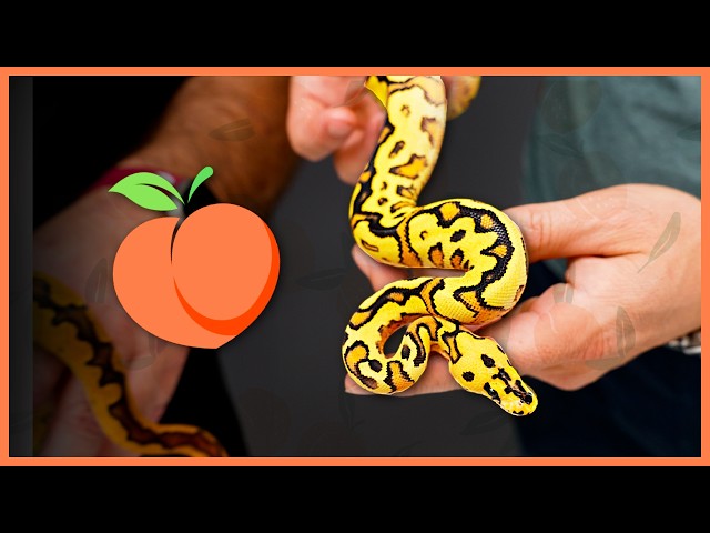 Our NEWEST Pickup! Trading Peach Ball Pythons With Rice Reptiles!