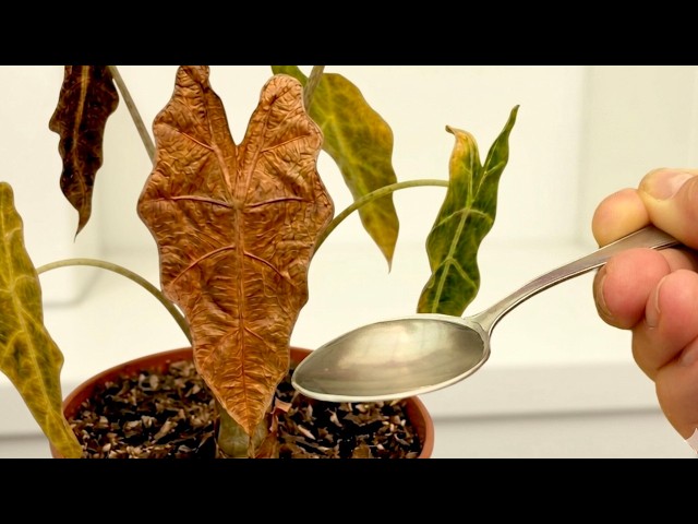 How to Bring Any Dying Plant Back to Life with This Easy Trick (Always Works!) 🌱