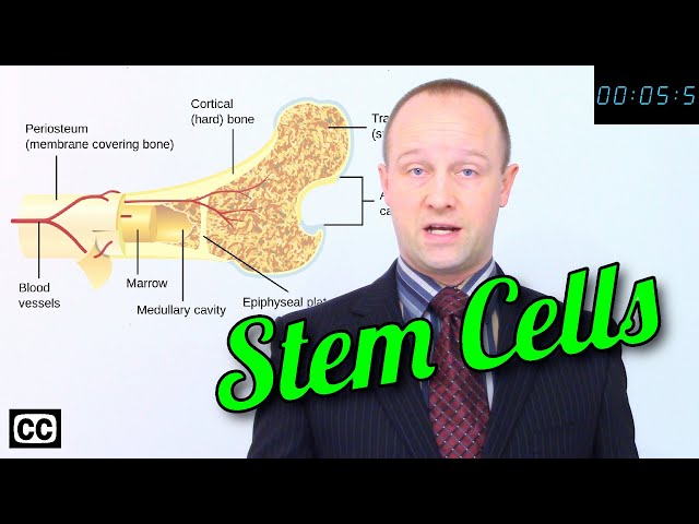 ⚡Stem Cells - GCSE IGCSE 9-1 Biology - Science - Succeed Lightning Video⚡