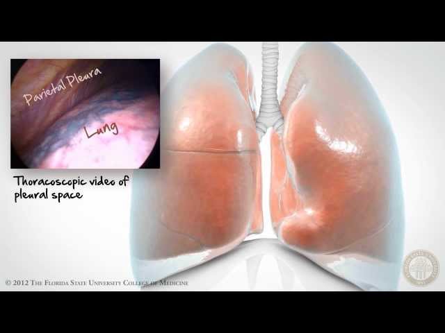 Pleural Space: Part 1 of 3 [HD]
