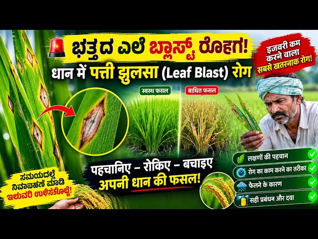 ಭತ್ತದ ಎಲೆ ಬ್ಲಾಸ್ಟ್ ರೋಗ | ಲಕ್ಷಣಗಳು, ಕಾರಣಗಳು, ರೋಗ ಹರಡುವ ವಿಧಾನ ಮತ್ತು ಸಂಪೂರ್ಣ ನಿಯಂತ್ರಣ! 🌾