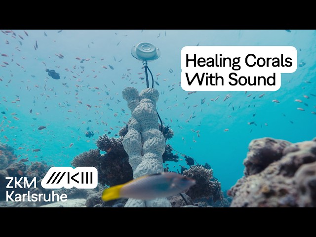 Marco Barotti About The Sound Of Corals