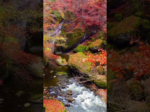 Autumn Forest River 🍂💧 | A Peaceful Escape #Shorts