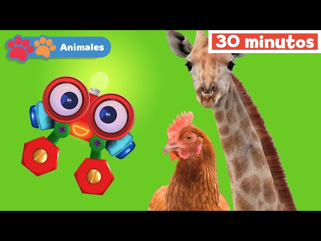 Mis Amigos Animales con Robi | Aprender animales | jirafa | pollo | Mi Primera Universidad