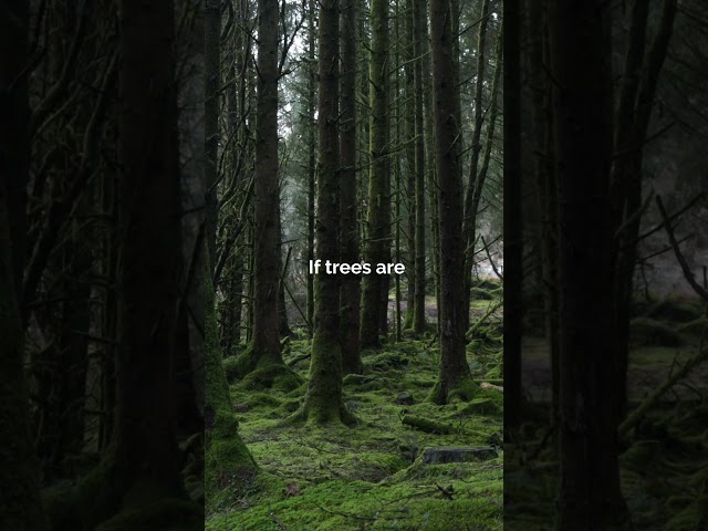 Afforestation | 2024 GCSE Geography Exams #gcse #geography #aqa #climatechange