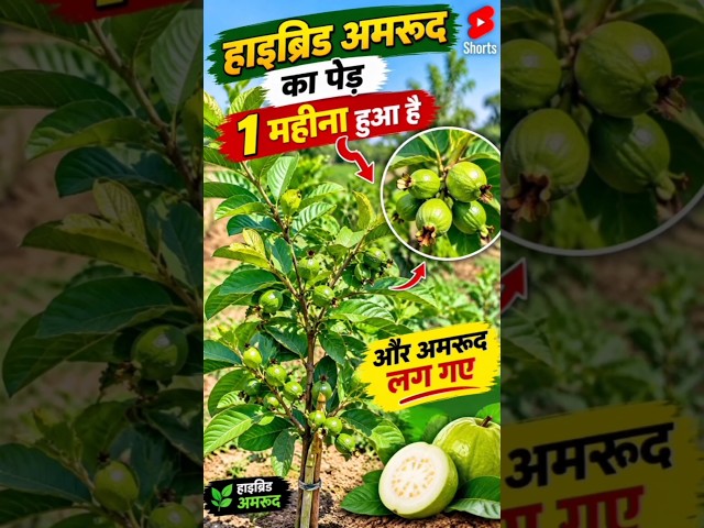 हाइब्रिड अमरूद के पौधे के 1 महीने में अमरूद लगे #amrudh #vikwayy