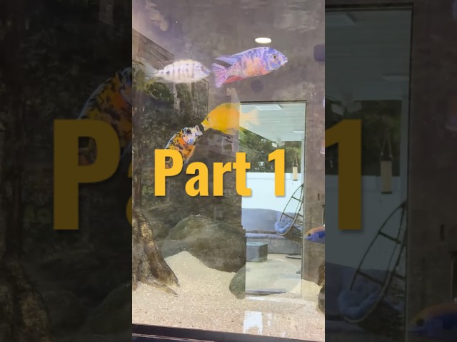 His weakness started it all! 🐟💦 #aquarium #aquariumfish