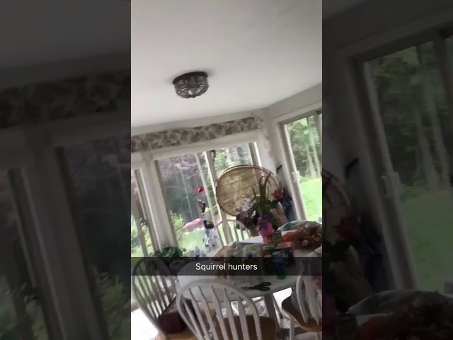 I tried to remove a squirrel from my house...