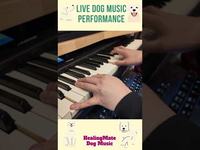 🐶💖Live Dog Music Show - Music for Dogs💖🐶