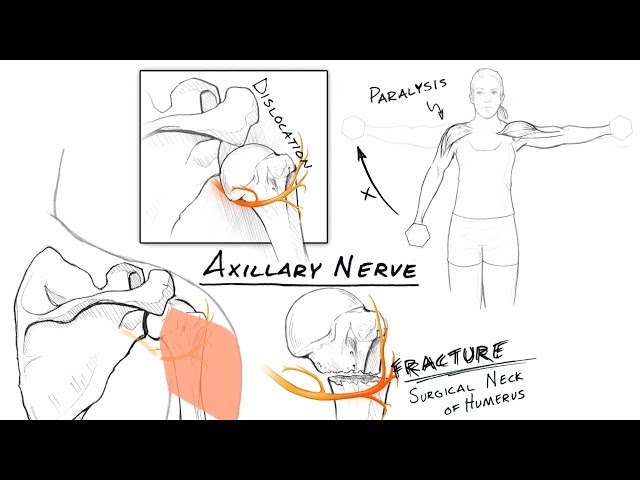 The Brachial Plexus II: Animated Review [HD]