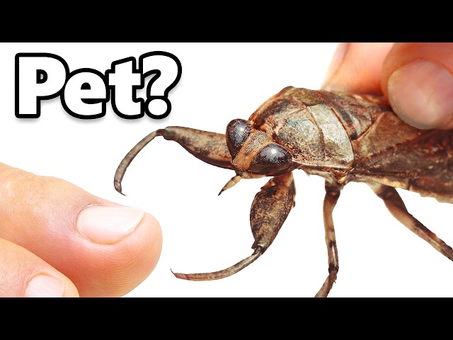 I Got a Pet Toe-Biter (will bite your toes)