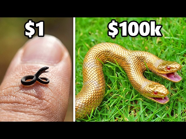 $1 vs. $100,000 Pet Snake!