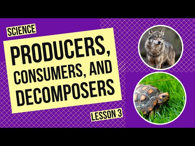 Producers, Consumers, and Decomposers: Roles in the Ecosystem