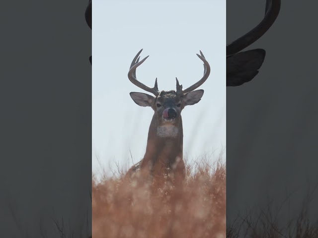 Would you take the shot? Make sure you’re caught up on the buck truck episodes!