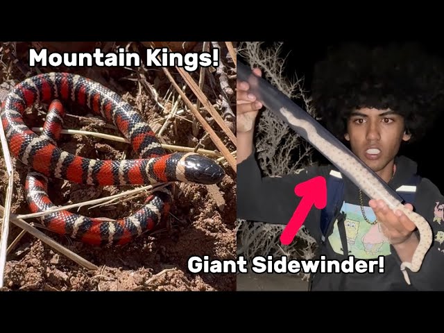 Looking for Mountain Kingsnakes and Desert Road Cruising/Hiking! - Herping San Diego, California