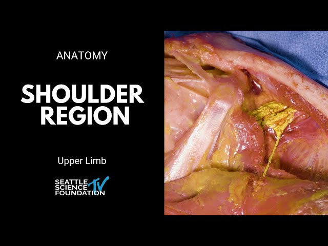 Upper limb: shoulder region