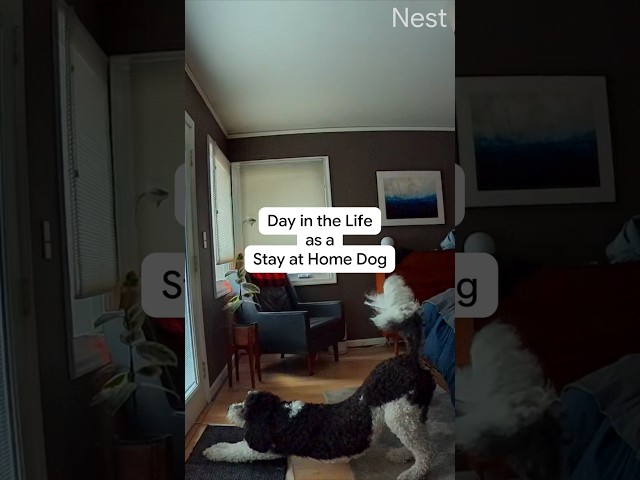 The life of a stay-at-home pup is ruff 🐶 Google #NestCam will alert you of any pupdates.¹