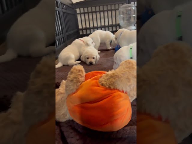 Super Cute Quiet Playtime for 9 ADORABLE Lab Puppies #labrador #puppy #cutepuppy